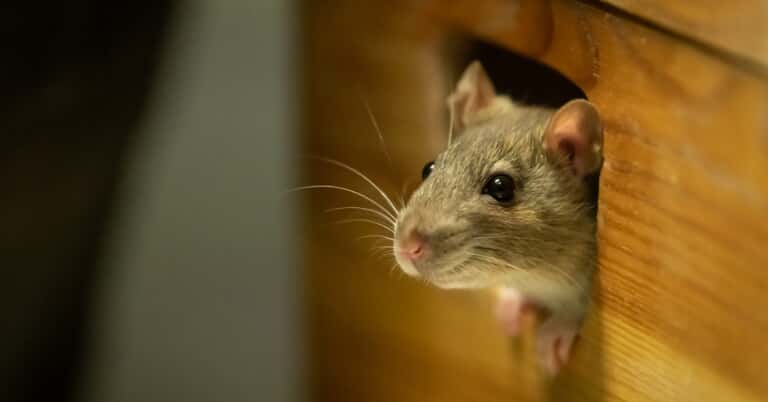 Rodents are looking for winter warmth. Here's how to keep them out