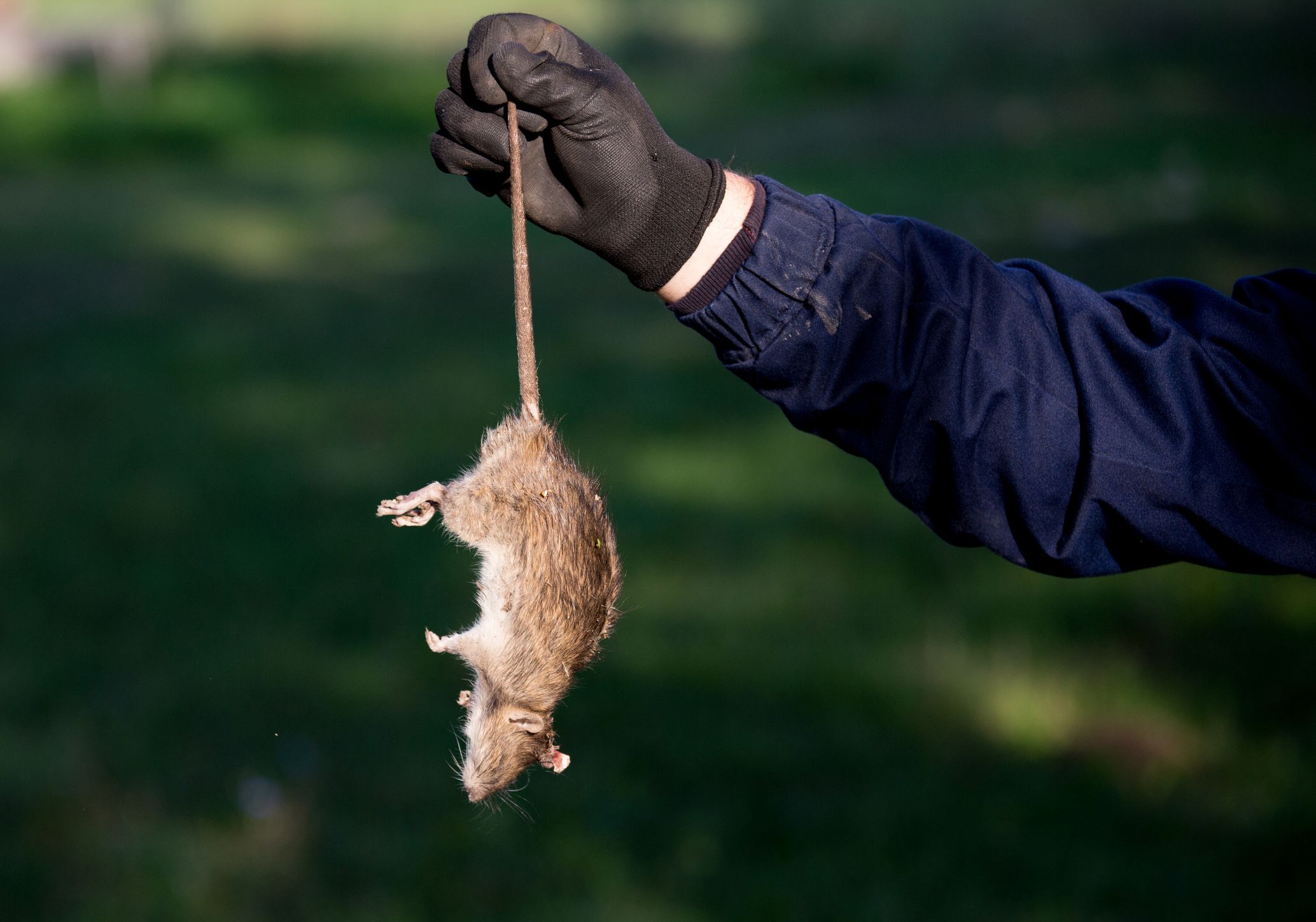 The Risks of Attempting DIY Rodent Removal