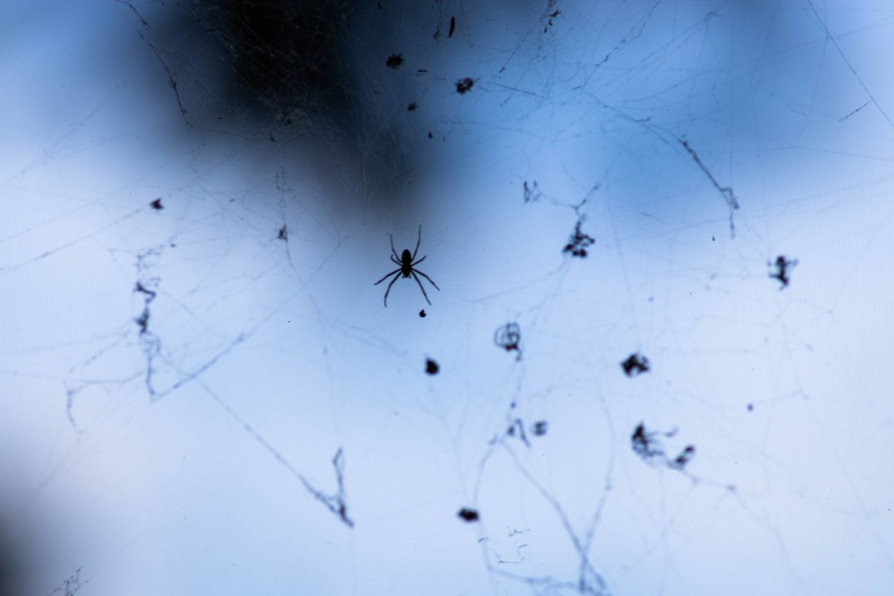 Spider Pest Control During Halloween Keeping the Creepy Crawlers