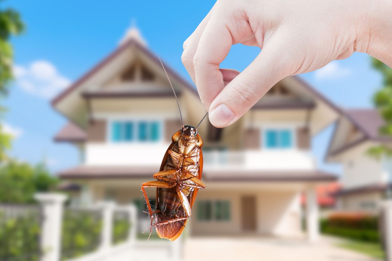 Understanding Common Household Pests