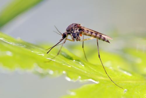Mosquito invading yard. Prevent Mosquitoes in Katy, TX with reliable treatment services